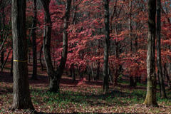 東京・紅葉