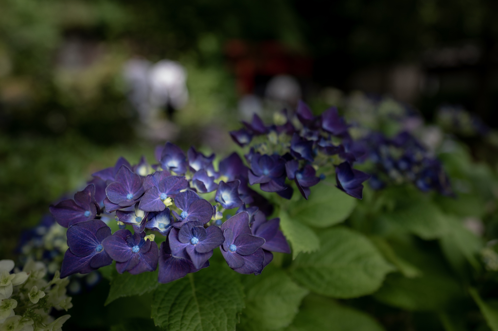 鎌倉の紫陽花