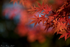 東京の紅葉