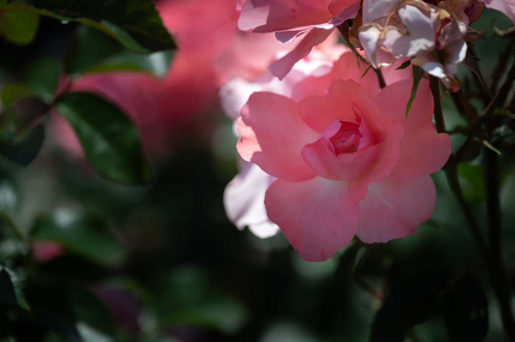 東京の薔薇・桃一輪