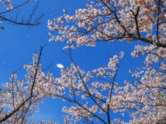 舞う花びらは難しい