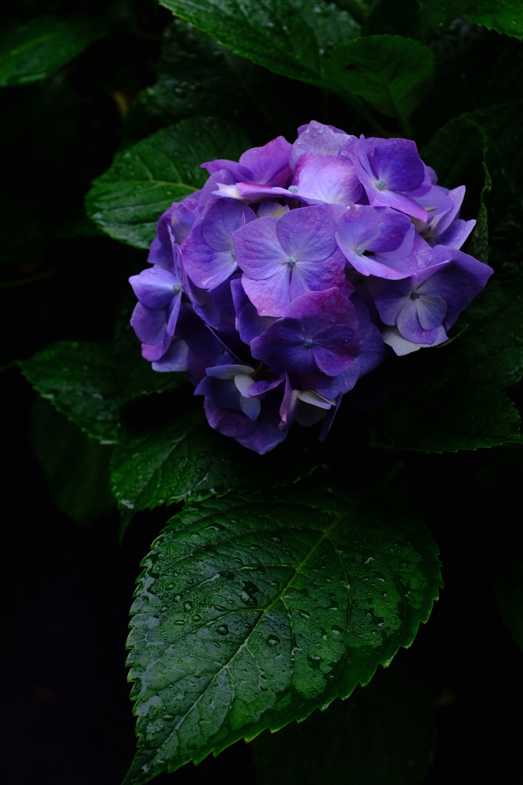 梅雨の最中