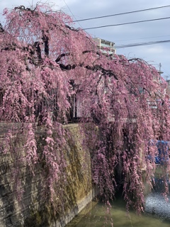枝垂れ桜