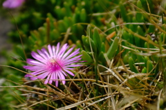 松葉菊