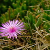 松葉菊