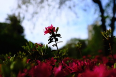 初夏の花