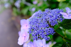 紫陽花