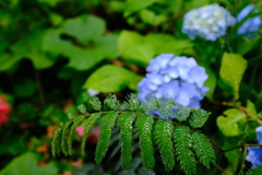 シダ