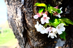 小桜