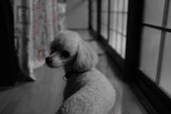 愛犬 パピー