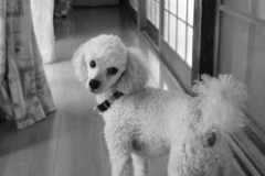 愛犬パピー