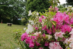 公園の花2