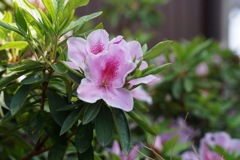 公園の花
