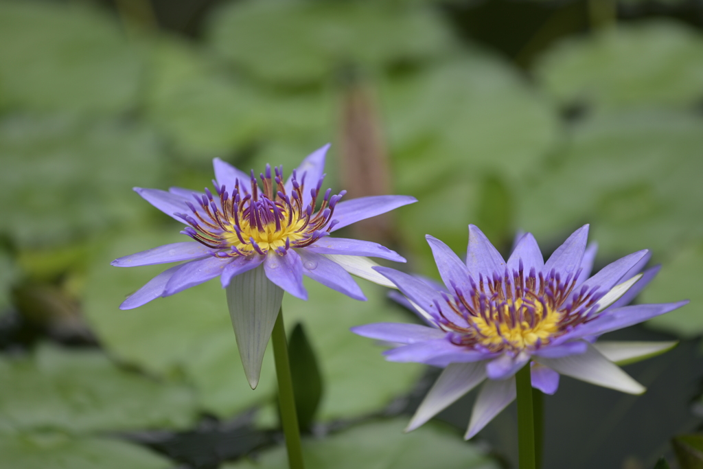 咲くやこの花館 スイレン