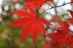 紅葉