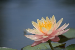 咲くやこの花館 スイレン