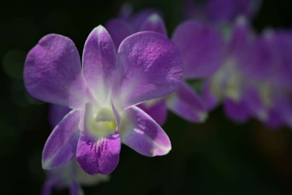 咲くやこの花館　デンドロビウム