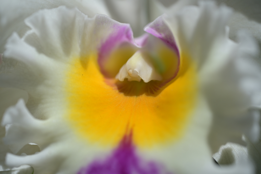 咲くやこの花館　カトレア