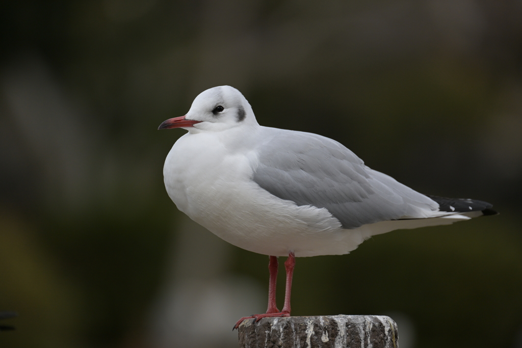 ユリカモメ