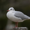 ユリカモメ