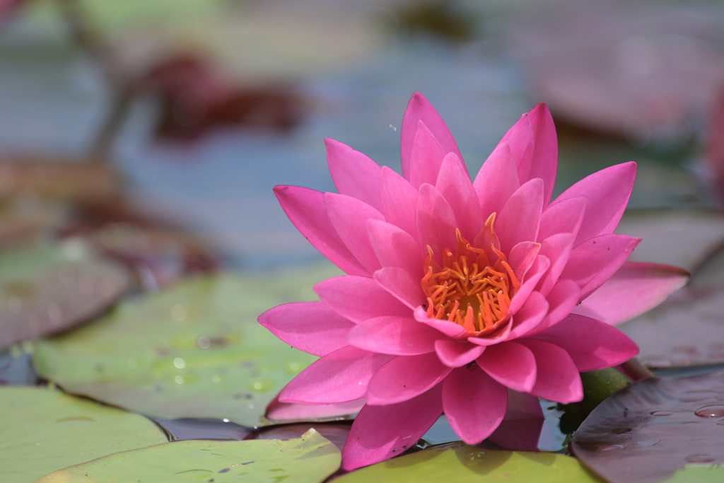 咲くやこの花館 スイレン