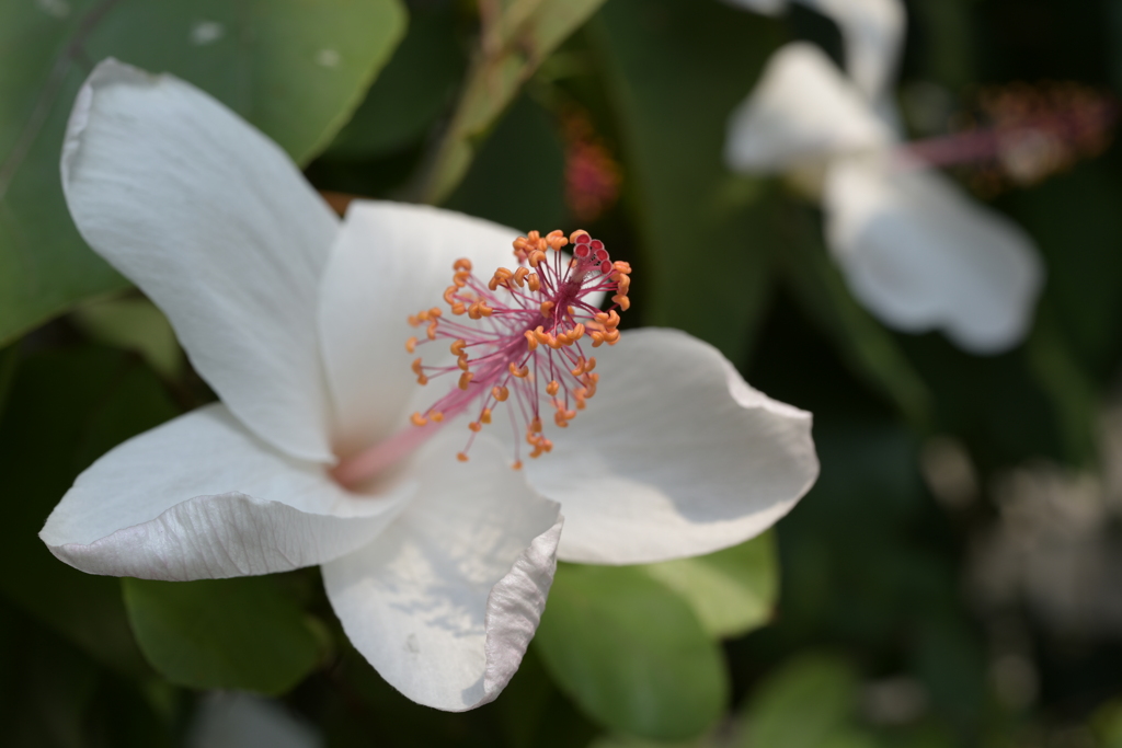 咲くやこの花館　ハイビスカス