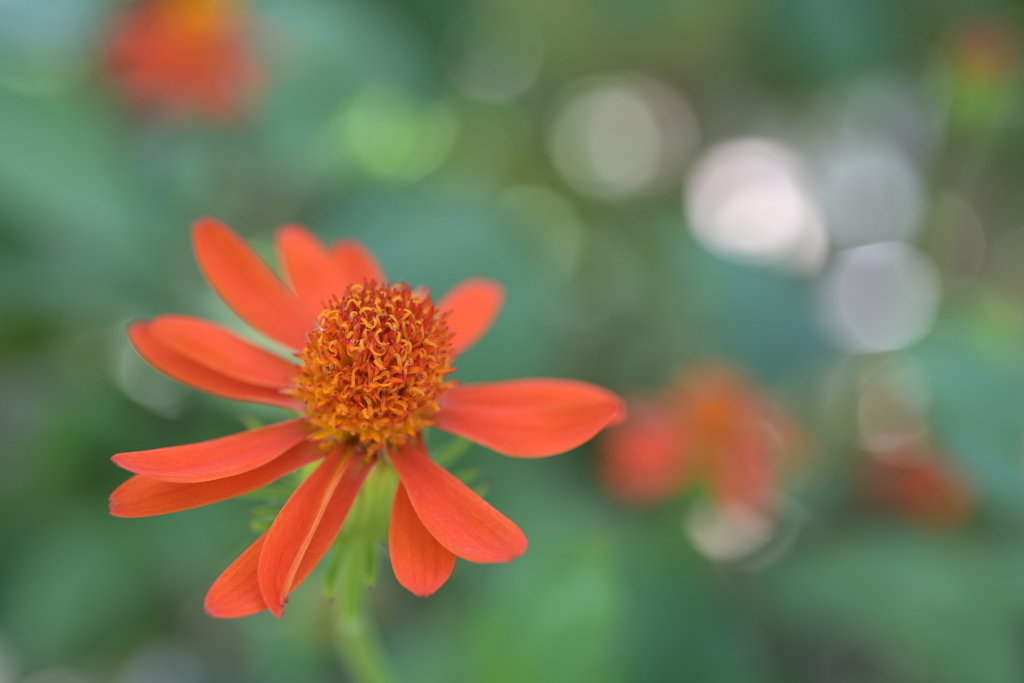 咲くやこの花館　メキシコサワギク