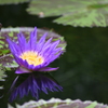 咲くやこの花館 スイレン