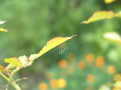 優曇華の花