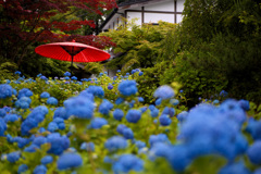 雲昌寺　紫陽花