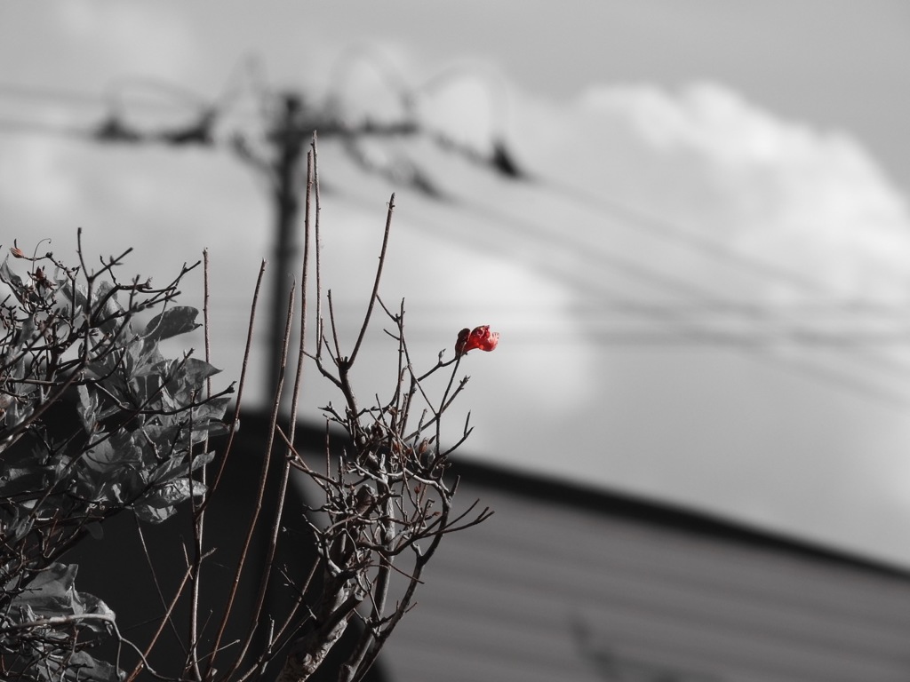 紅一点