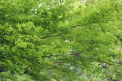 涼やか