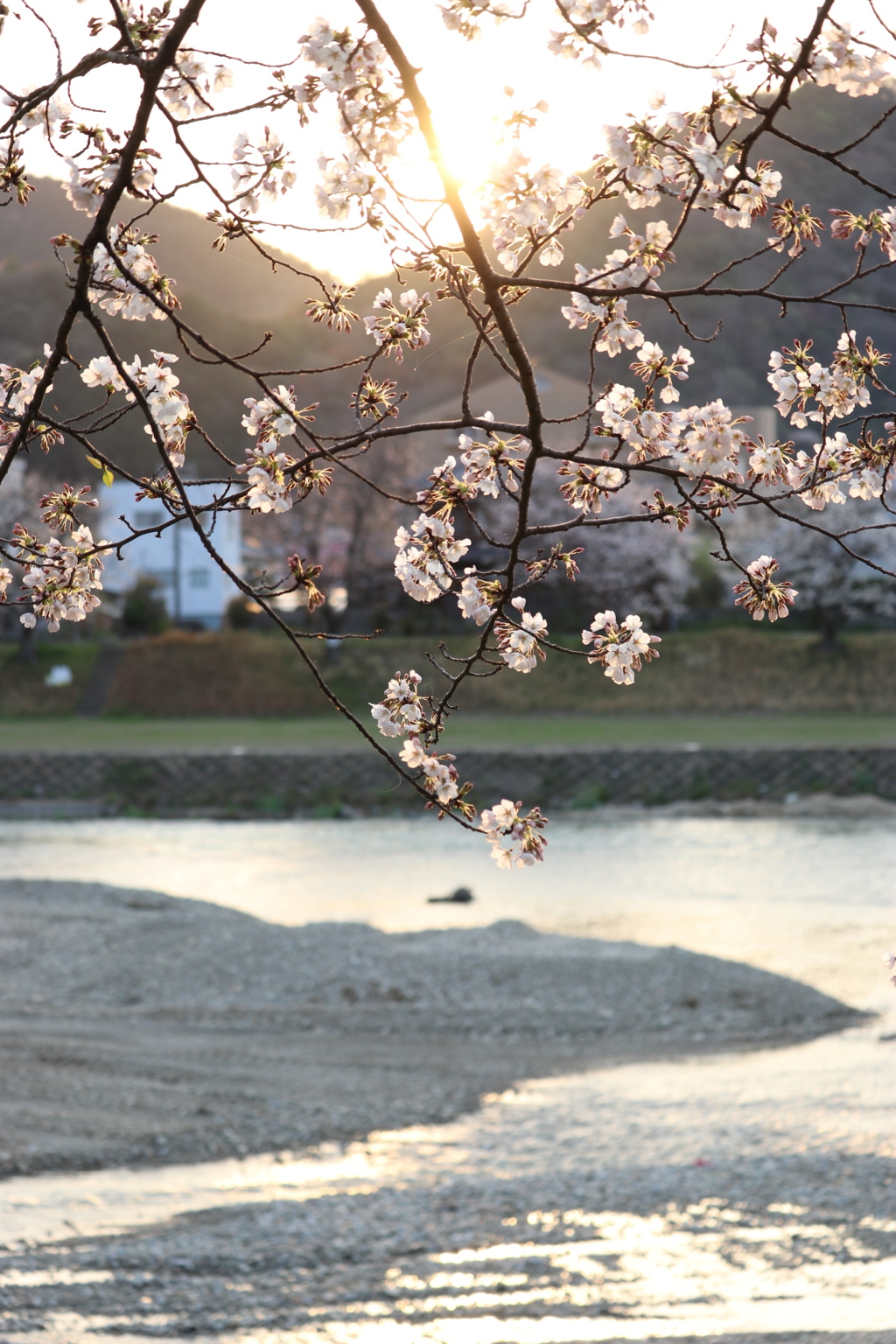 河川敷