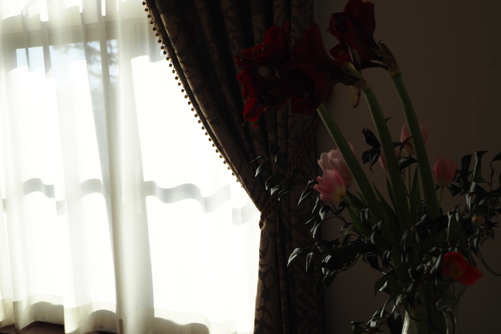 窓辺の花