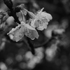 寒桜