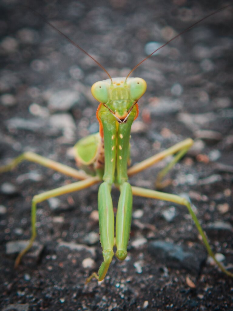 カマキリポートレート