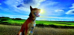 犬