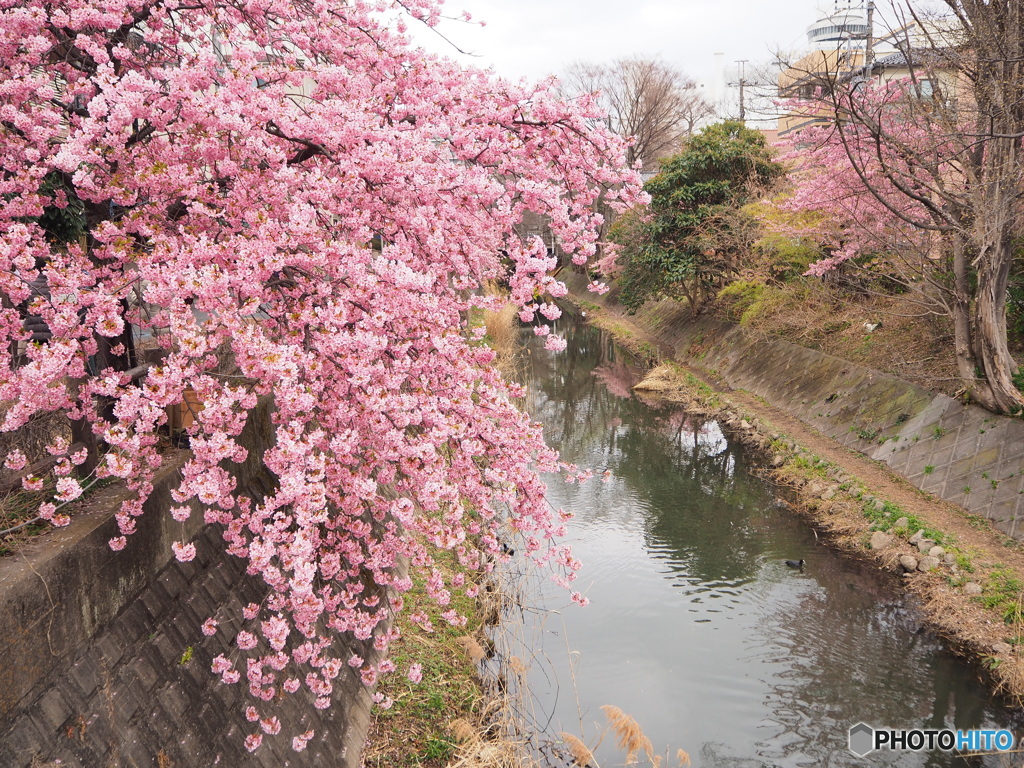 水辺の桜