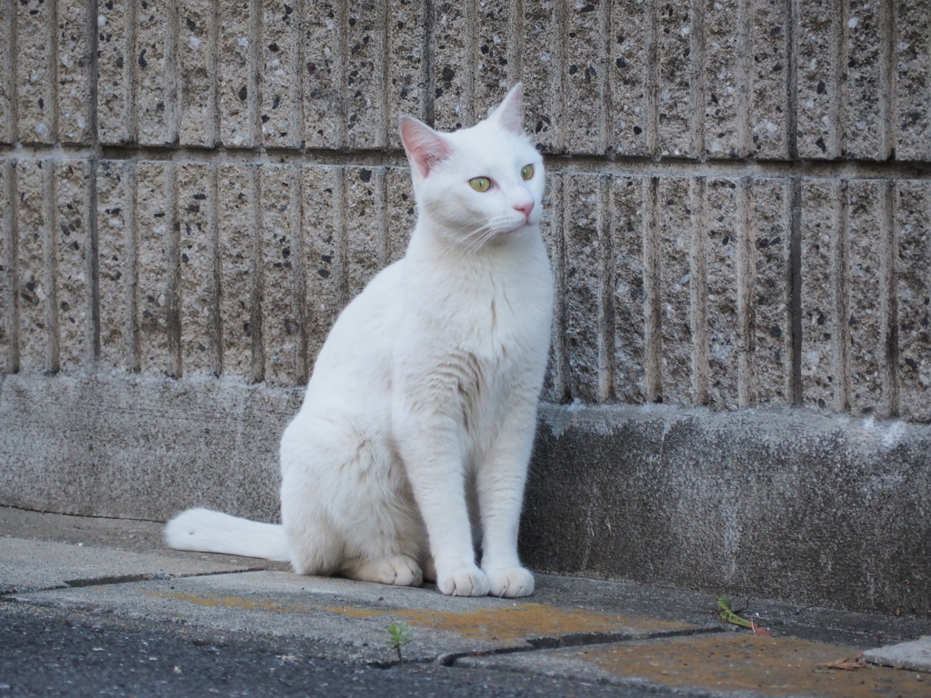 また流し目