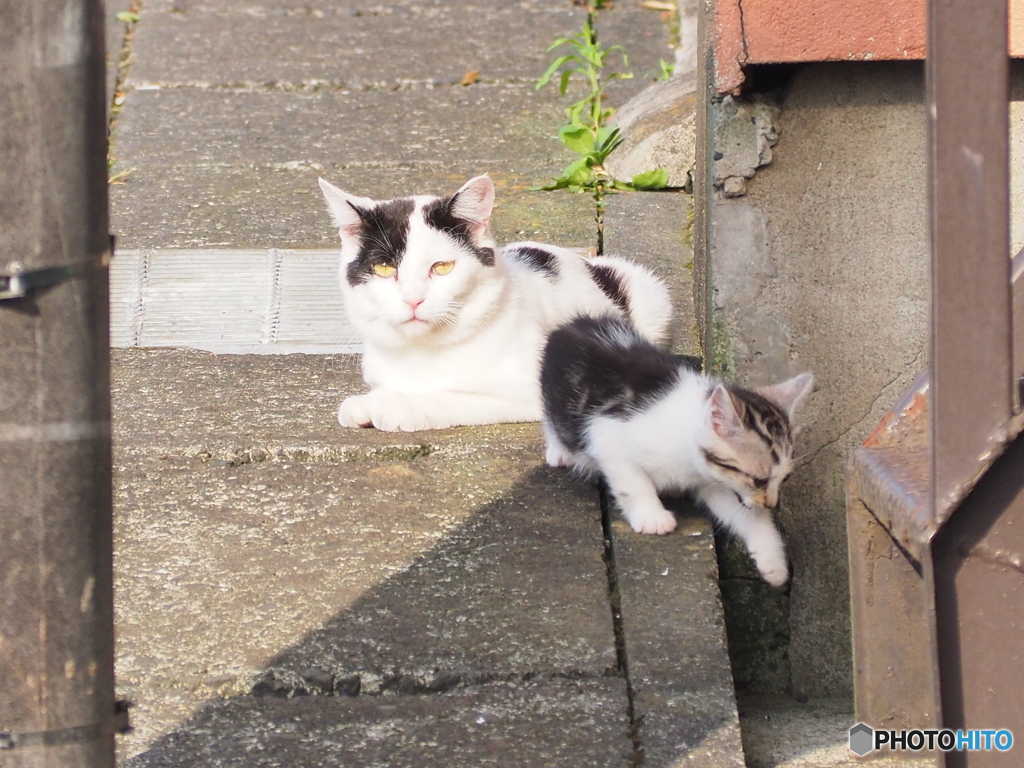 うちの娘に手を出すな