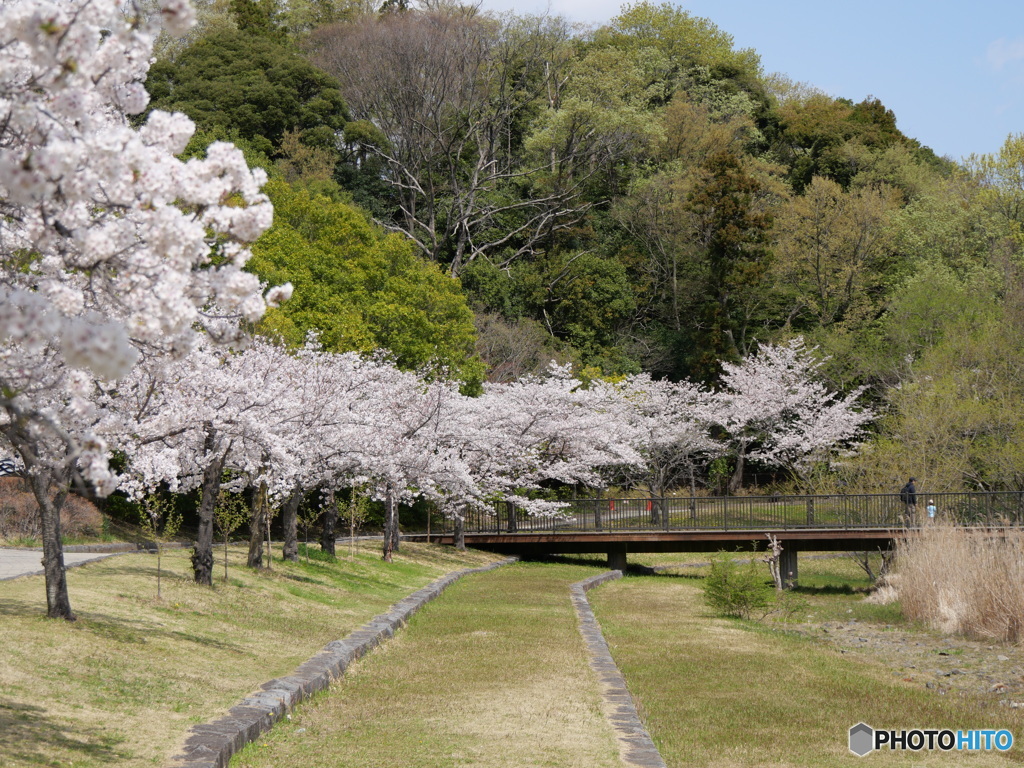 桜散る前に