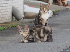 あいつ、ずっとこっち見てるぞ