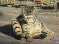 なんだ、人間か