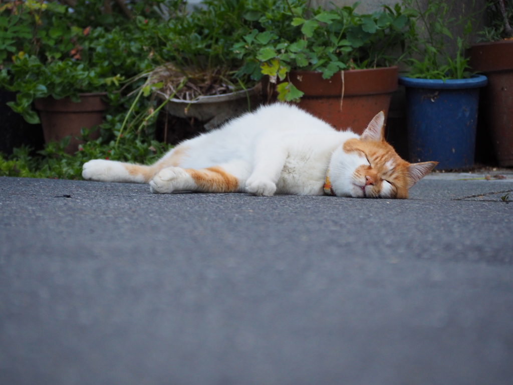 眠いのよ