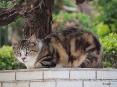 平和な一日だったにゃあ