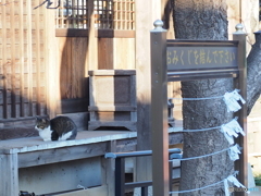 神社の留守番猫
