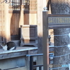 神社の留守番猫