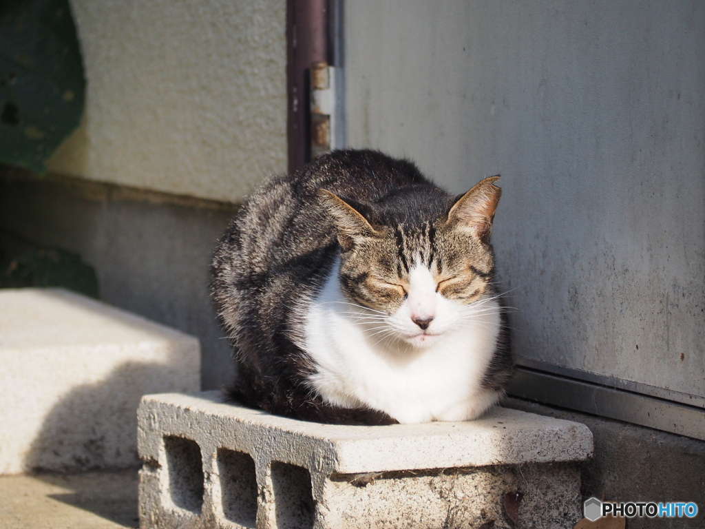 メシになったら起こしてくれ