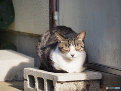 メシになったら起こしてくれ