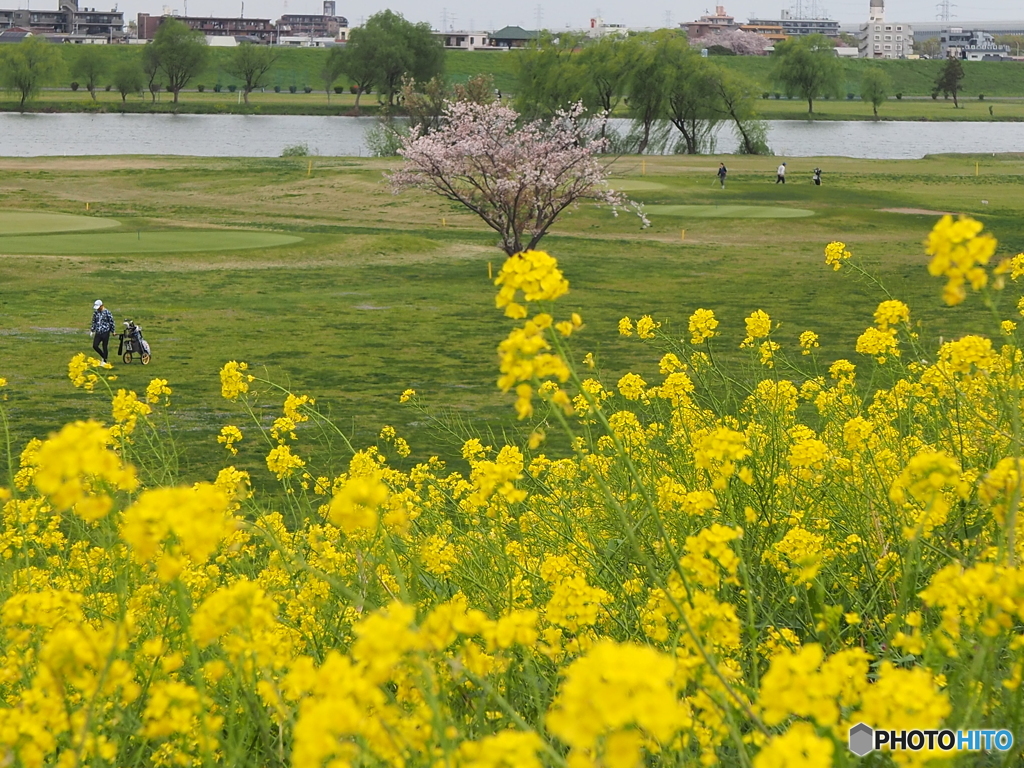 桜もゴルフもなんて贅沢